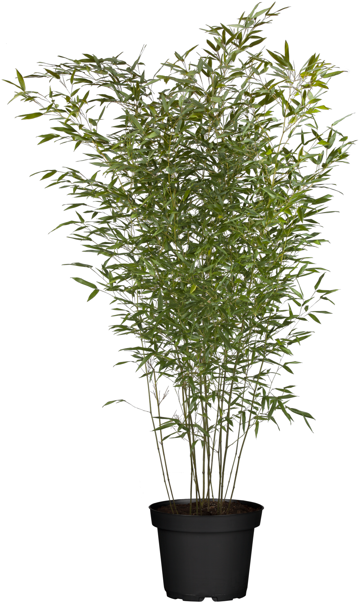 Phyllostachys bissetii winterhart;;mit zeitnaher Lieferung