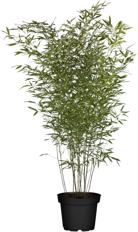 Phyllostachys bissetii; winterhart;;günstig mit Qualität