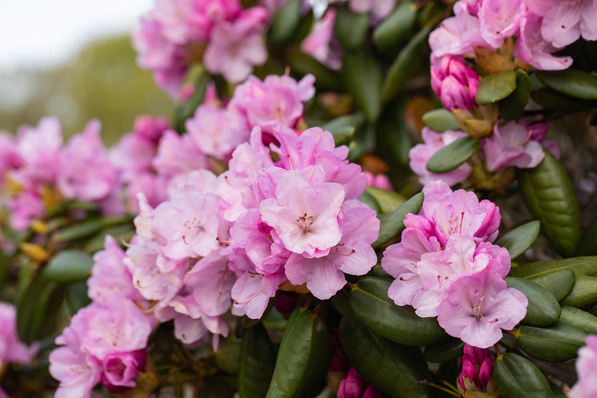 Rhododendron williams. 'Vater Böhlje' mit Blüte, erhältlich von 30-40 bis 60-70 cm; Einsatz: ;;ab 36,50 Euro