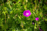 Geranium sanguineum 'Elsbeth'; hier mit Blüte; schneckensicher (schneckenresistent); Einsatzmöglichkeit z.B. : Steingärten;;ab 0,00 Euro