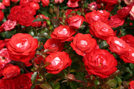 Rosa 'Planten un Blomen' BT mit Blüte; Einsatz: ;;ab 8,10 Euro