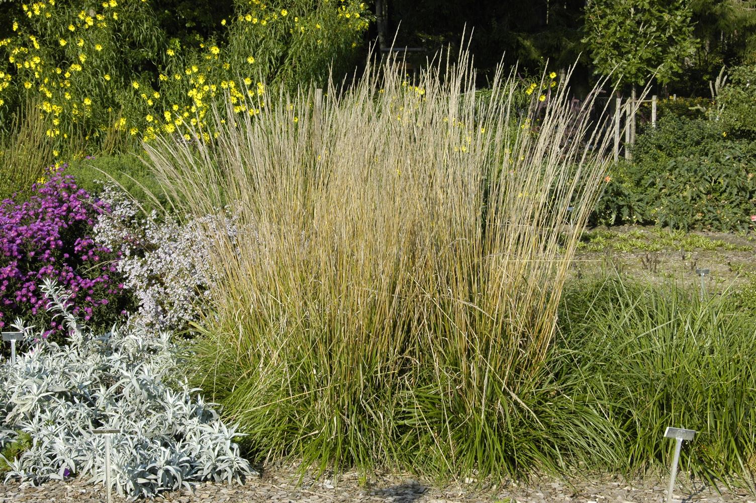 Calamagrostis x acutiflora 'Waldenbuch' (Garten-Sandrohr)