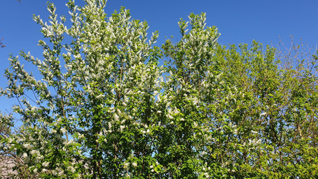 Prunus padus VkG 3; hier mit Sommerbelaubung; geeignet für feuchte Lagen; Einsatzmöglichkeit z.B. : Gruppenpflanzung;;Pflanzen vom Profi