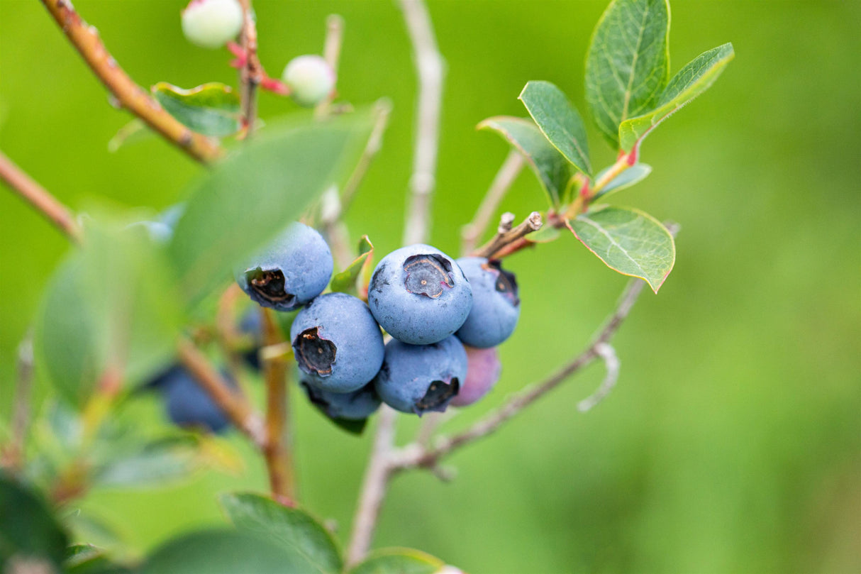 Vaccinium corymb. 'Bluetta' mit Früchten, erhältlich von 30-40 bis 40-60 cm; Einsatz: ;;ab 16,90 Euro