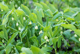 Polygonatum multiflorum; winterhart;;ab 0,00 Euro