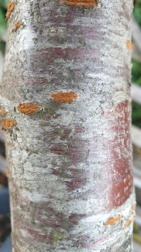 Süßkirsche 'Burlat' 2. KW; Rinde; fruchtertragreich; Einsatzmöglichkeit z.B. : Obstbaum; erhältlich von 150-200 bis 450-650 cm;;hier kaufen