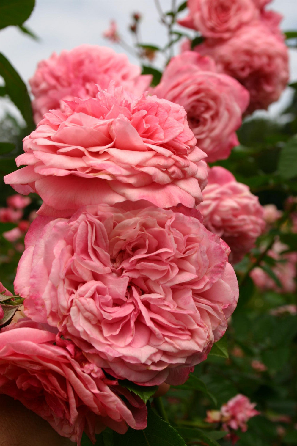 Rosa 'Zaide' STR mit Blüte; Einsatz: ;;ab 14,30 Euro