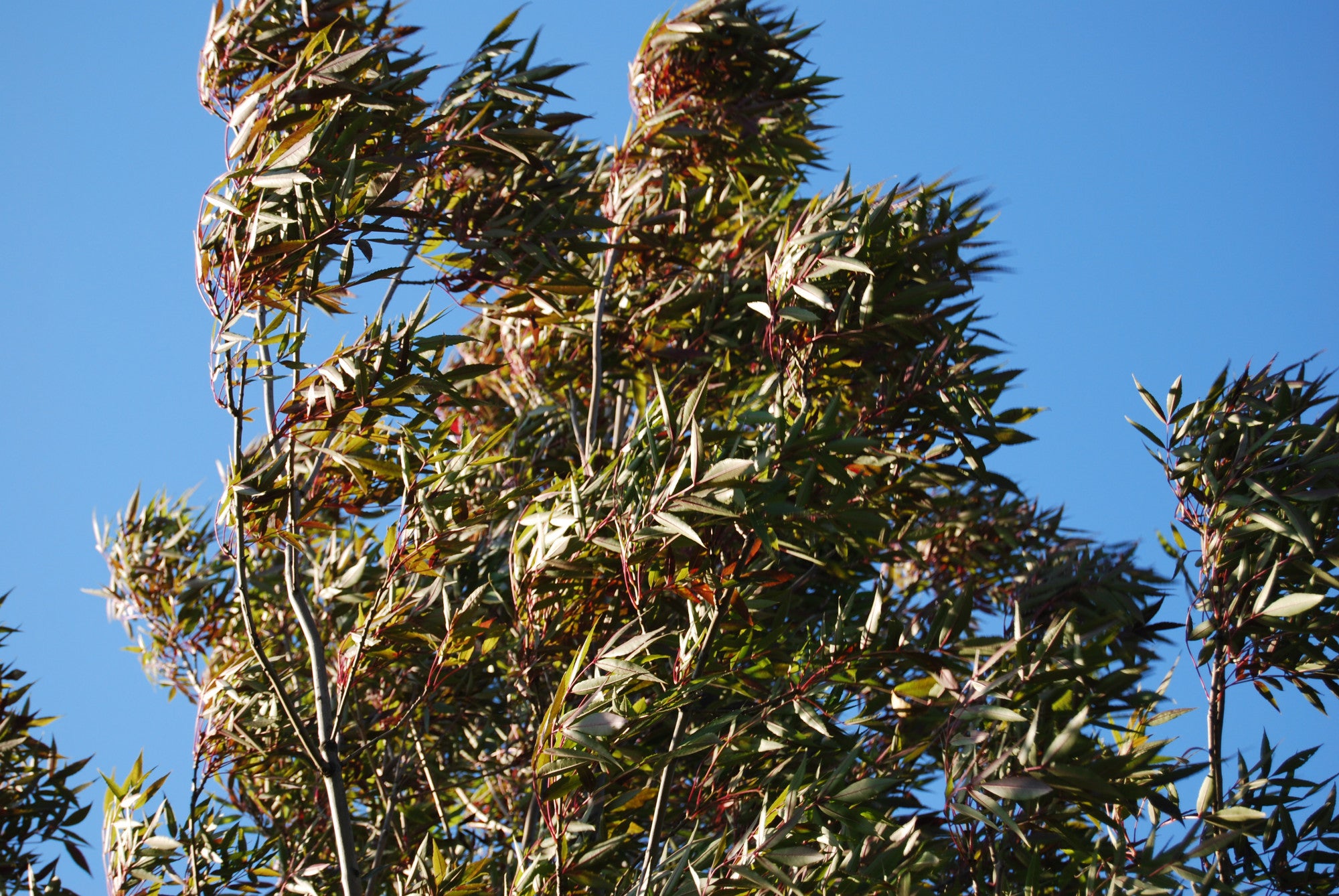 Fraxinus angustifolia 'Raywood' (Kleinkronige Esche 'Raywood')