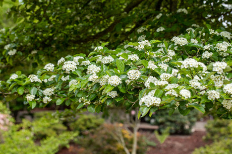 Weißdorn; hier mit Blüte; robust; Einsatzmöglichkeit z.B. : Vogelschutzhecke; erhältlich mit Stammumfang von 12-14 bis 20-25 cm;;günstig mit Qualität