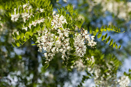 Falsche Akazie; hier mit Blüte; langlebig; Einsatzmöglichkeit z.B. : Wind- und Sichtschutz; erhältlich mit Stammumfang von ab 5 bis 20-25 cm;;günstig mit Qualität