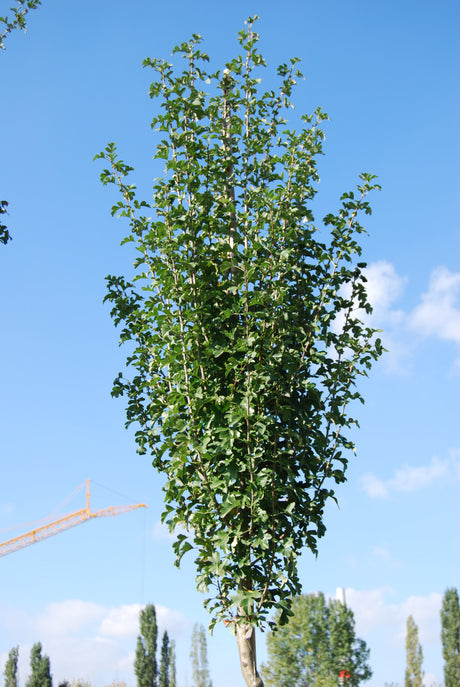 Crataegus monogyna 'Stricta' , erhältlich von 270-330 bis 450-650 cm;;ab 387,00 Euro