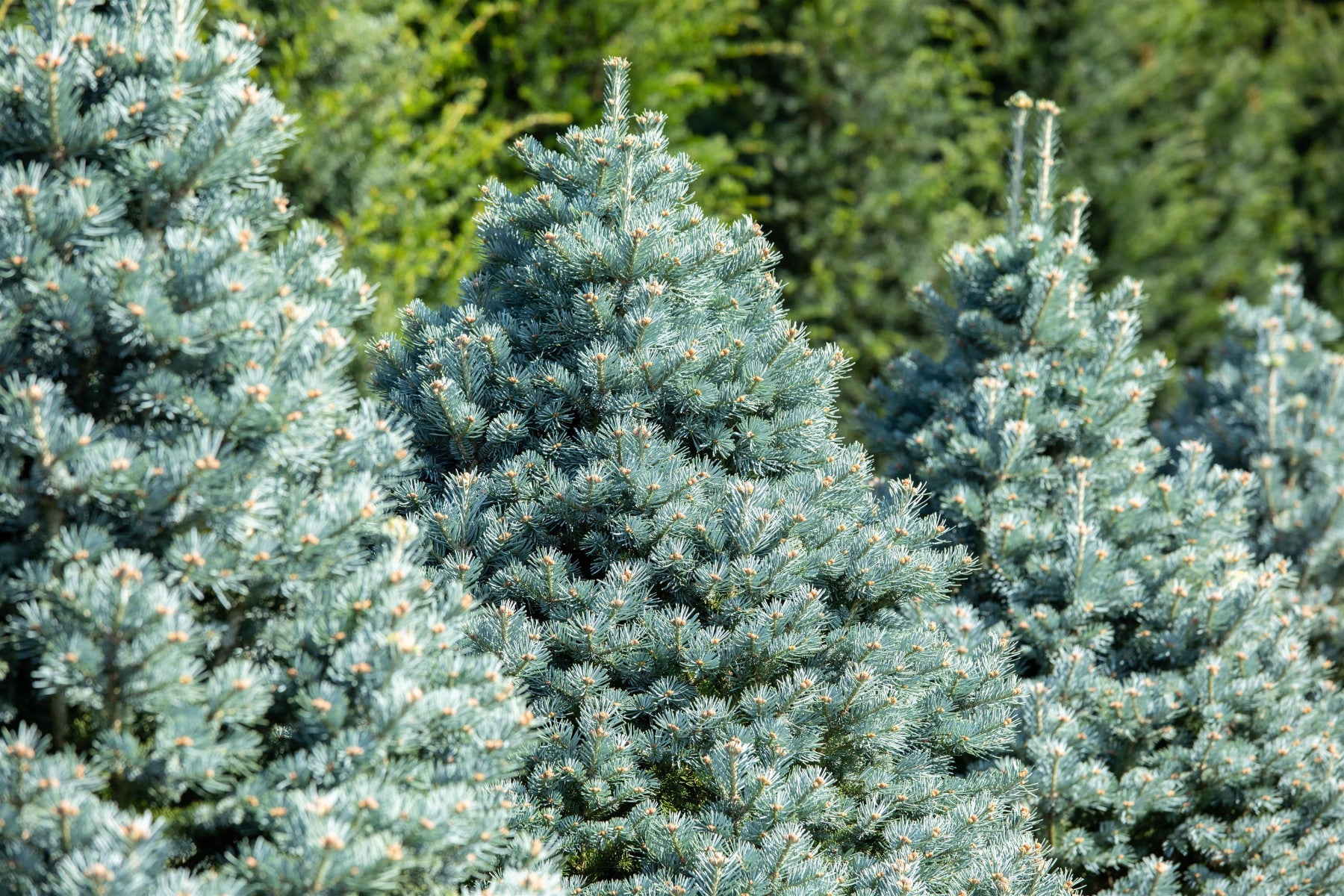 Abies lasiocarpa 'Compacta' (Zwerg-Korktanne)