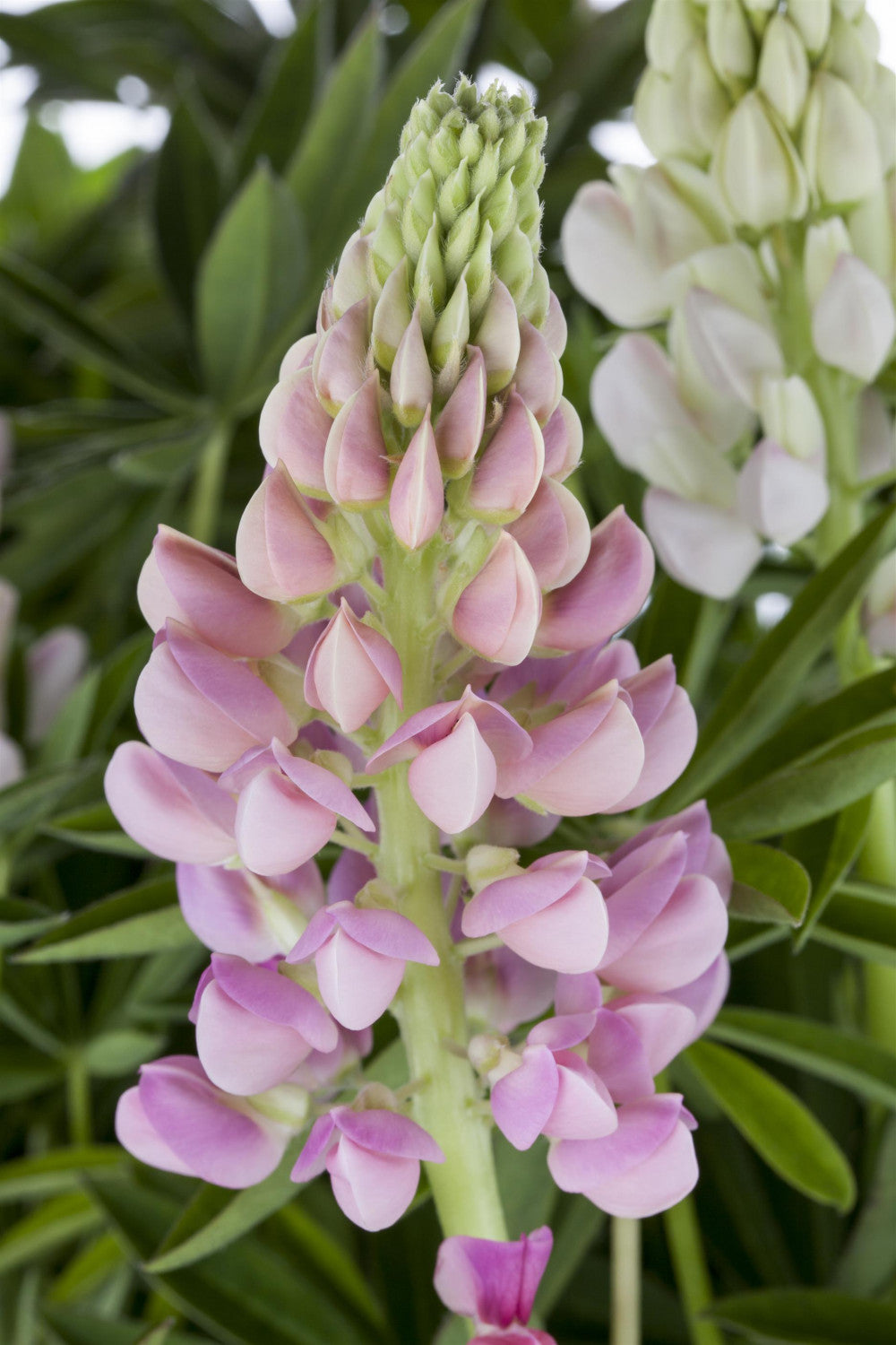 Lupinus polyphyllus i. S. mit Blüte; Einsatz: ;;ab 3,75 Euro