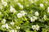 Geranium macrorrhizum 'White-Ness'; schneckensicher (schneckenresistent);;ab 0,00 Euro
