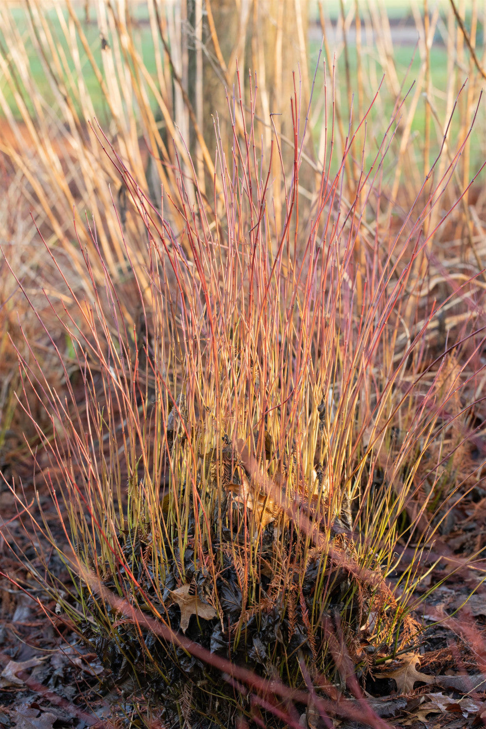 Cornus sericea 'Kelseyi' mit Winterlaub, erhältlich von 20-30 bis 30-40 cm; Einsatz: ;;ab 6,15 Euro