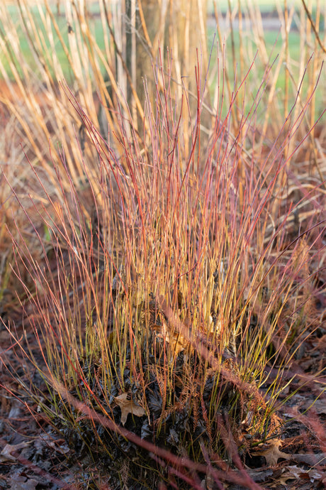 Cornus sericea 'Kelseyi' mit Winterlaub, erhältlich von 20-30 bis 30-40 cm; Einsatz: ;;ab 6,15 Euro