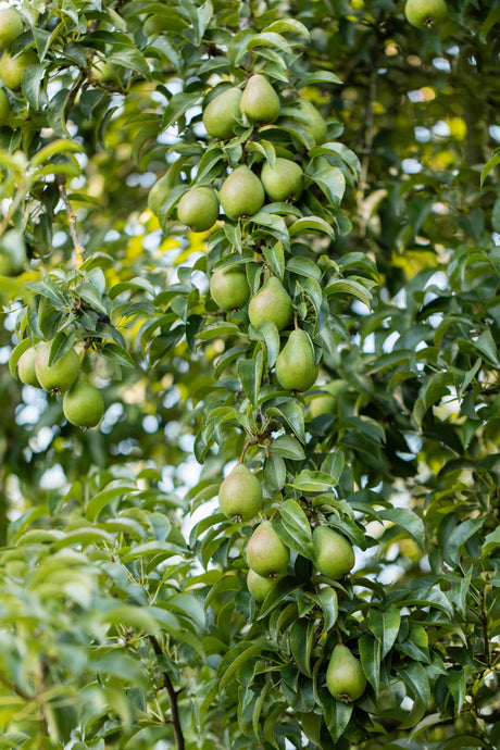 Pyrus communis VkG 1 mit Früchten, erhältlich von 40-70 bis 450-650 cm; Einsatz: ;;ab 2,76 Euro