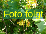 Ribes nigrum 'Silvergiet. Schwarze'; Bild wird ergänzt; sehr hohe Erträge; Einsatzmöglichkeit z.B. : Fruchtholz; verfügbar in 3 Größen und Varianten;;ab 22,30 Euro