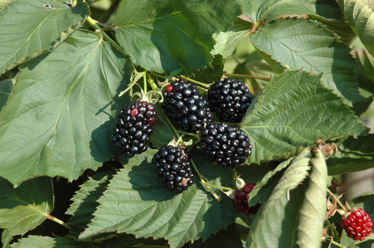 Rubus frut. 'Theodor Reimers' mit Früchten; Einsatz: ;;ab 16,90 Euro