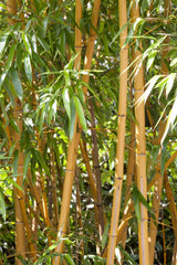 Phyllostachys aurea; winterhart; verfügbar in 3 Größen und Varianten;;ab 148,50 Euro