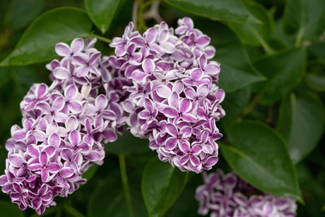 Syringa vulg. 'Sensation' mit Blüte, erhältlich von 40-60 bis 150-175 cm; Einsatz: ;;ab 7,20 Euro