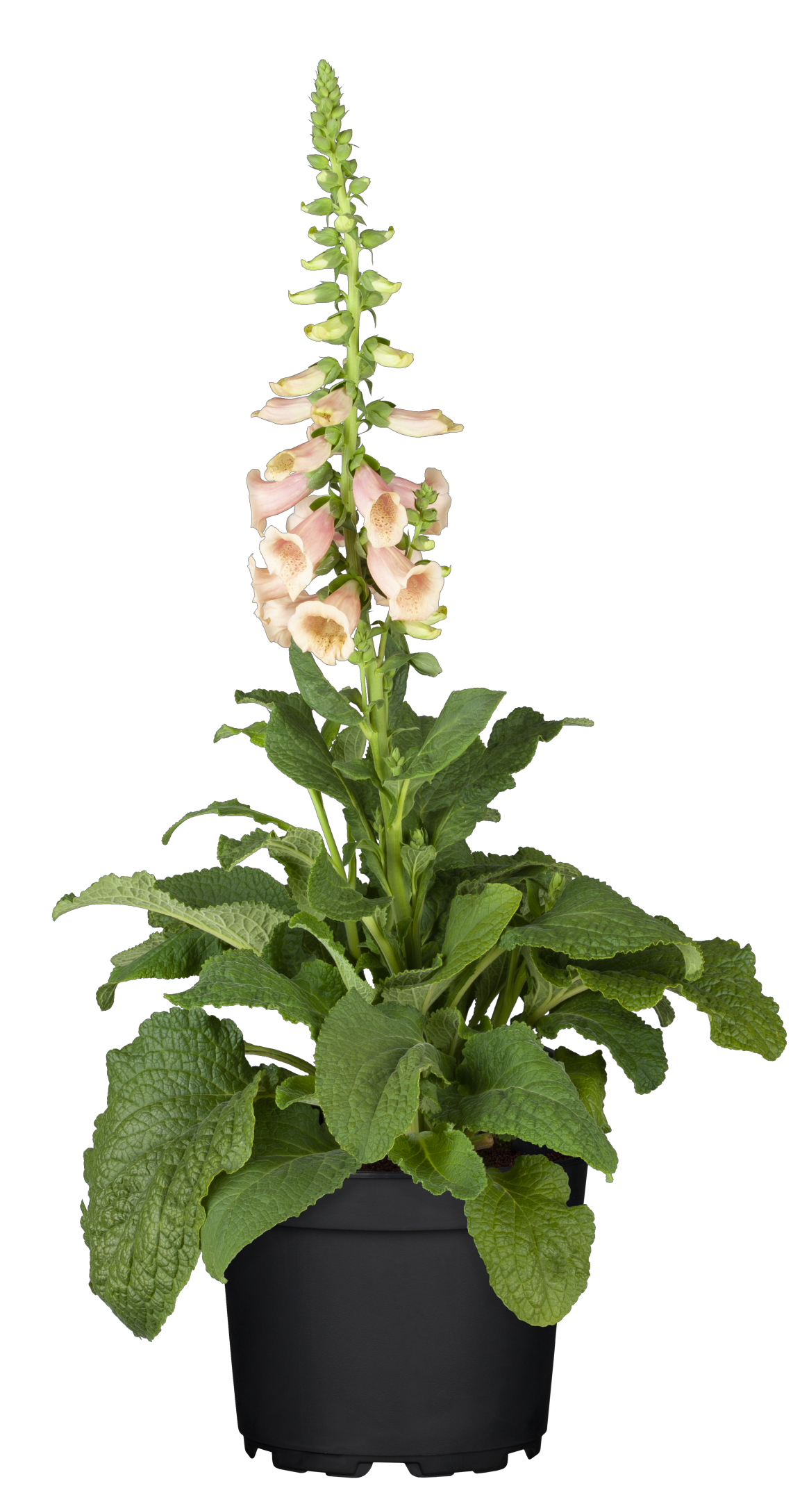 Digitalis purpurea 'Apricot' mit Blüte; Einsatz: ;;ab 3,70 Euro