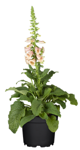 Digitalis purpurea 'Apricot'; hier mit Blüte; bienenfreundlich; Einsatzmöglichkeit z.B. : Rabatten;;ab 0,00 Euro