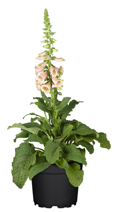 Digitalis purpurea 'Apricot' mit Blüte; Einsatz: ;;ab 3,70 Euro