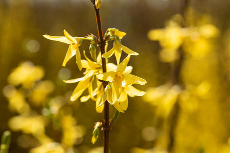 Forsythia intermedia 'Spectabilis' , erhältlich von 40-60 bis 150-200 cm;;ab 5,75 Euro
