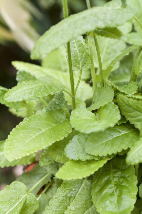 Stachys monnieri 'Rosea' mit Belaubung; Einsatz: ;;ab 4,30 Euro