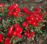 Rosa 'Mandy' Z; hier mit Blüte; kompakt; Einsatzmöglichkeit z.B. : Beete;;ab 11,10 Euro