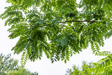 Robinia pseudoacacia HkG 81901 mit Sommerbelaubung; Einsatz: Holzgewinnungtrockenheitsverträglich;;ab 1,42 Euro