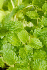 Melissa officinalis 'Limonii'; hier mit Belaubung; duftet intensiv; Einsatzmöglichkeit z.B. : Tee;;ab 0,00 Euro