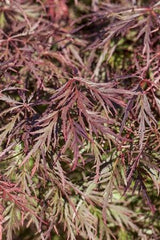 Acer palmatum 'Ornatum'; hier mit Belaubung; zierlicher Wuchs; Einsatzmöglichkeit z.B. : solitärpflanzung; verfügbar in 3 Größen und Varianten;;ab 93,50 Euro