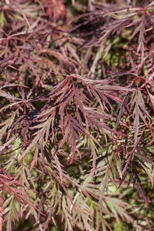 Acer palmatum 'Ornatum' mit Belaubung, erhältlich von 40-50 bis 60-70 cm; Einsatz: ;;ab 69,00 Euro