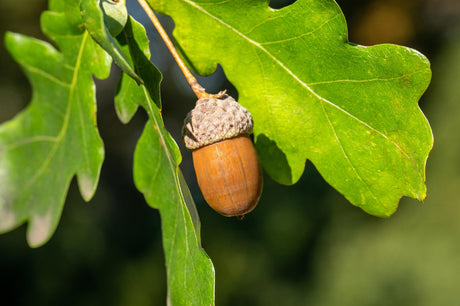 Oak mit Früchten, erhältlich als: verschulte Heister, Hochstamm, Sämling, leichte Heister, Solitär, Heister; Einsatz: Allein-/Gruppenstellunglanglebig;;günstig mit Qualität