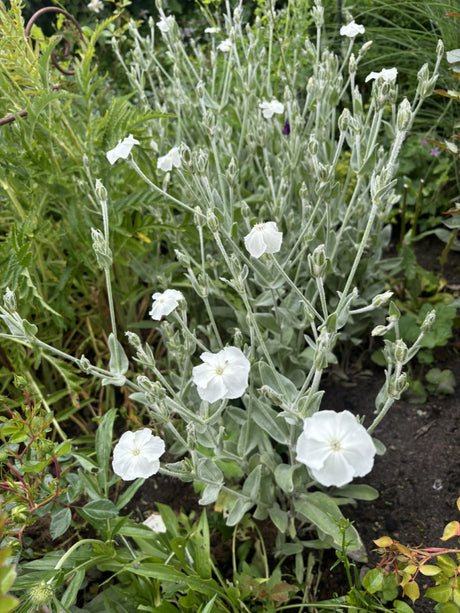 Lychnis coronaria 'Alba' als Pflanze im Beet; Einsatz: , ;;ab 3,26 Euro