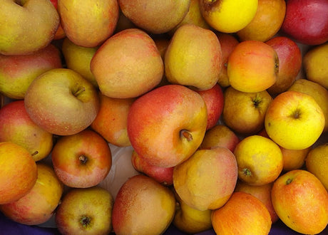 Malus 'Roter Boskoop' mit Früchten, erhältlich von 150-200 bis 450-650 cm; Einsatz: ;;ab 34,60 Euro