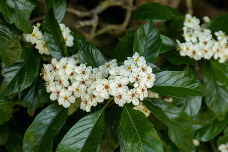 Crataegus persimilis mit Blüte, erhältlich von 100-125 bis 450-650 cm; Einsatz: ;;ab 69,00 Euro
