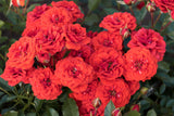 Rosa 'Orange Babyflor' Z; hier mit Blüte; kompakter Wuchs; Einsatzmöglichkeit z.B. : Kübel;;ab 11,10 Euro