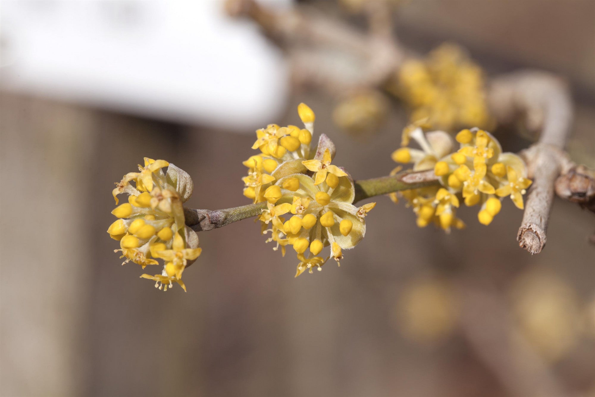 Cornus mas 'Jolico' (Kornelkirsche 'Jolico')