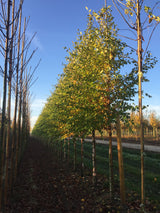 Betula nigra; schnelles Wachstum; verfügbar in 16 Größen und Varianten;;ab 48,10 Euro
