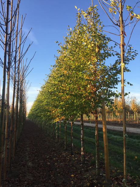 Betula nigra , erhältlich von 125-150 bis 450-650 cm;;ab 35,60 Euro