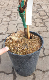 Tafeltraube 'Muscat bleu'; hier im Topf; für normale Lagen geeignet; Einsatzmöglichkeit z.B. : Weinherstellung;;hier kaufen