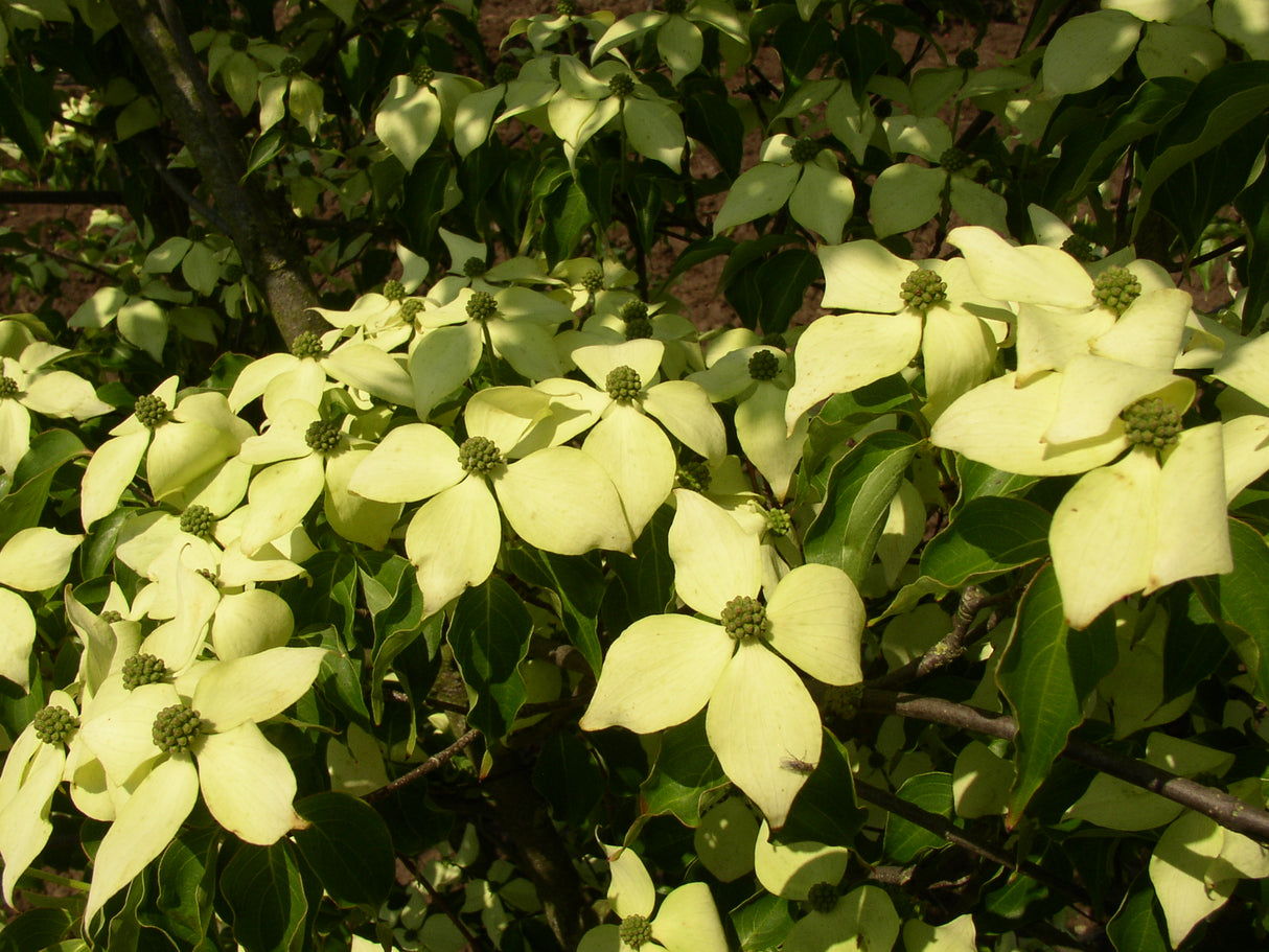 Cornus kousa mit Blüte, erhältlich von 40-60 bis 125-150 cm; Einsatz: ;;ab 47,20 Euro