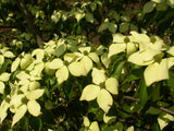 Cornus kousa mit Blüte, erhältlich von 40-60 bis 125-150 cm; Einsatz: ;;ab 47,20 Euro