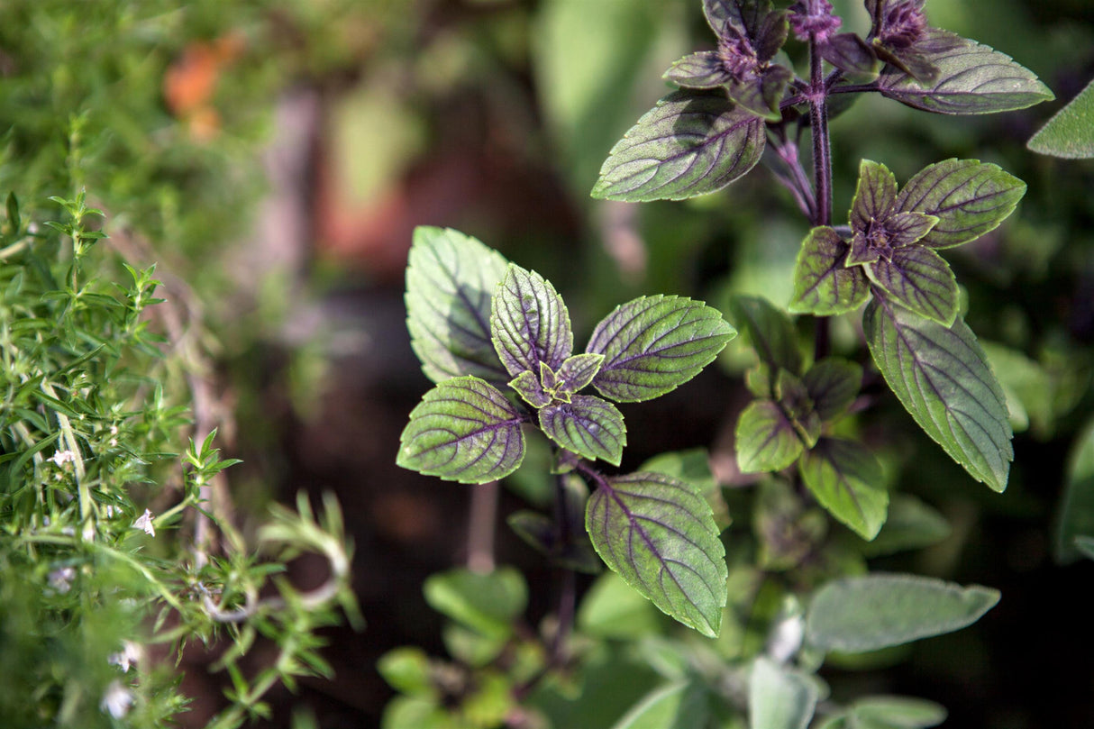 Mentha x piperita 'Chocolate' mit Blüte; Einsatz: ;;ab 4,00 Euro