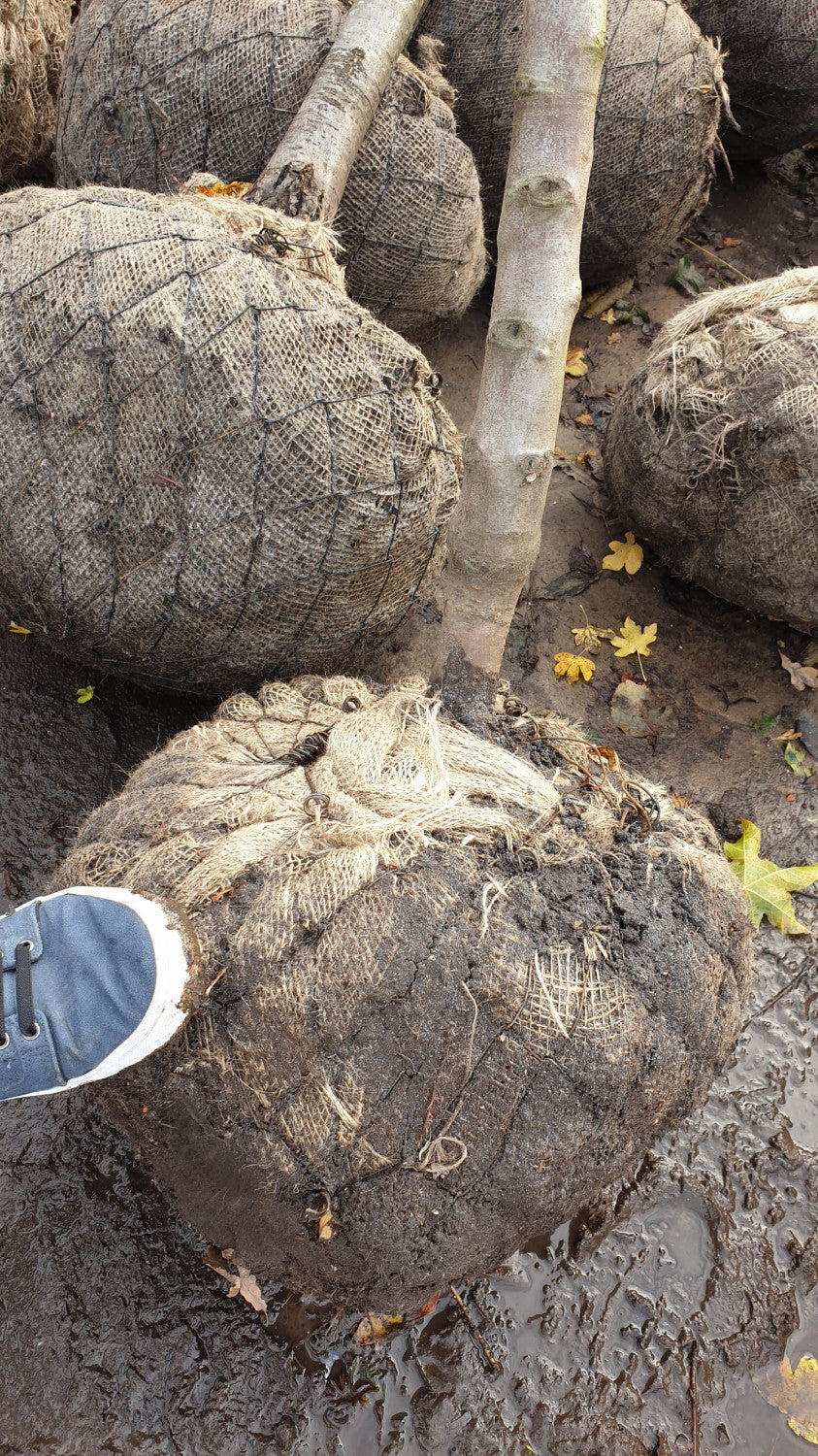 Prunus dom. 'Ortenauer'; hier als Ballenpflanze; aromatische Früchte; Einsatzmöglichkeit z.B. : Obstbaum;;mit zeitnaher Lieferung