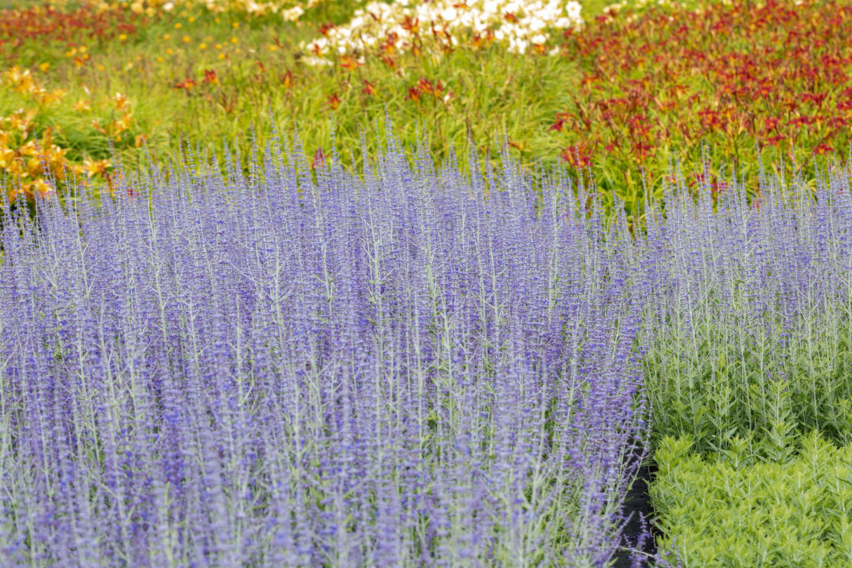 Perovskia atriplicifolia 'Blue Spire' mit Blüte, erhältlich von 40-60 bis 40-60 cm; Einsatz: ;;ab 21,00 Euro