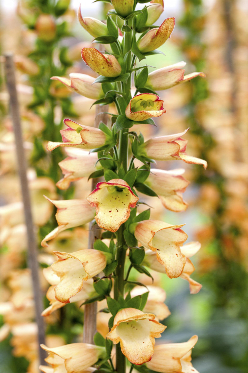 Digitalis ferruginea 'Gelber Herold' mit Blüte; Einsatz: ;;ab 4,80 Euro